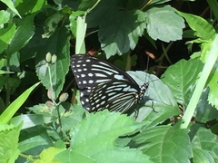 Hestina assimilis assimilis