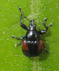 Synolabus bipustulatus