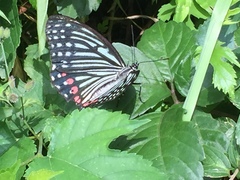 Hestina assimilis assimilis