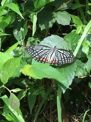 Hestina assimilis assimilis