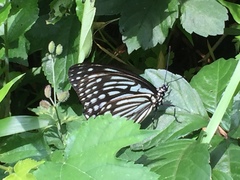 Hestina assimilis assimilis