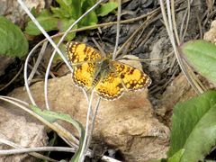 Phyciodes mylitta arizonensis
