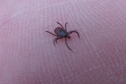 Western Black-legged Tick photo 5