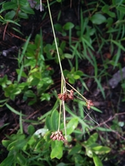 Rhynchospora compressa