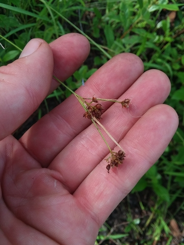 Image of Rhynchospora compressa by (c) Will McFarland, some rights reserved (CC BY)
