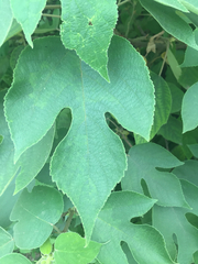 Broussonetia papyrifera