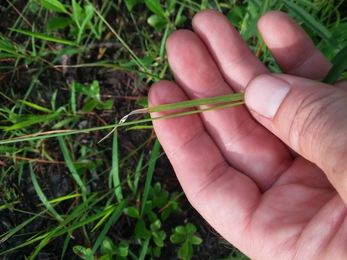 Image of Rhynchospora compressa by (c) Will McFarland, some rights reserved (CC BY)
