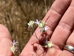 Eriastrum diffusum