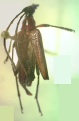 Cyphonotida rostrata