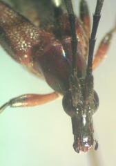 Cyphonotida rostrata
