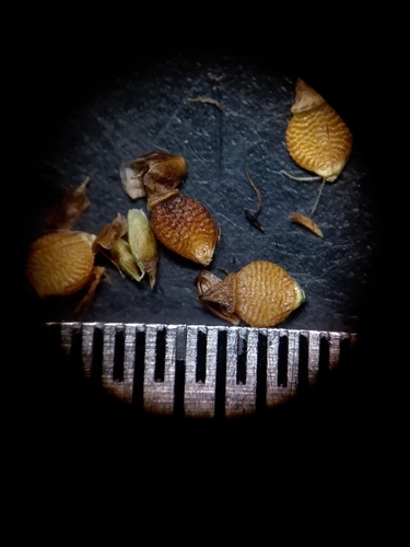 Image of Rhynchospora compressa by (c) Will McFarland, some rights reserved (CC BY)
