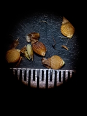 Rhynchospora compressa