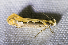 Ornativalva erubescens