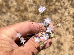 Eriastrum diffusum