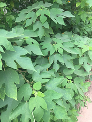 Broussonetia papyrifera
