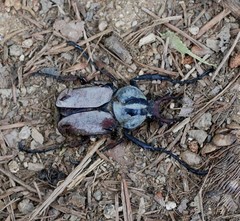 Dicronocephalus adamsi