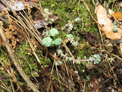 Sedum clausenii