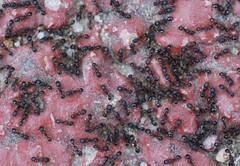 Tetramorium tsushimae