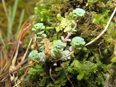 Sedum clausenii