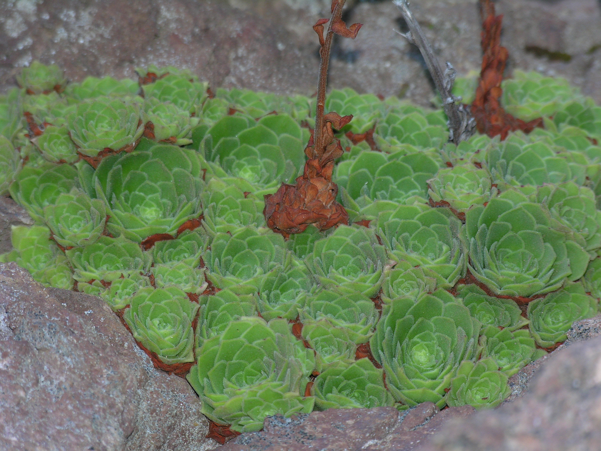 Aeonium aizoon
