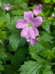 Geranium × oxonianum