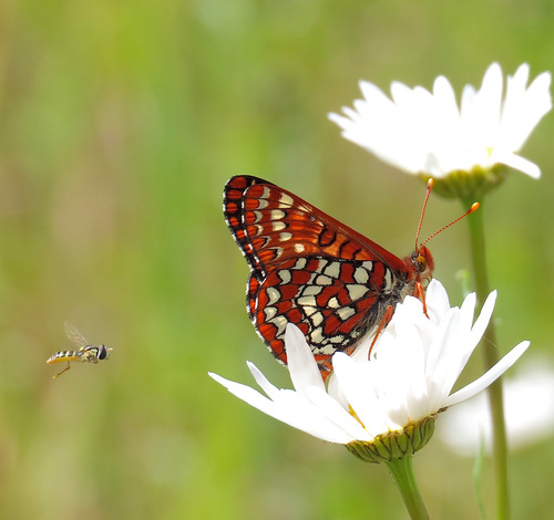Snowberry Checkerspot
