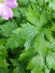 Geranium × oxonianum