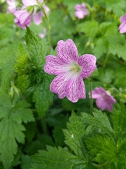 Geranium × oxonianum