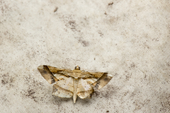 Krananda latimarginaria