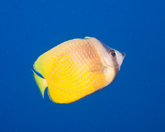 Chaetodon kleinii