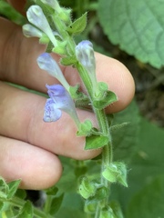 Scutellaria ovata