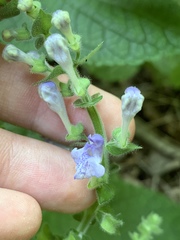 Scutellaria ovata