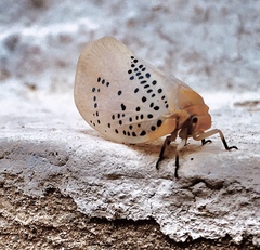 Poekilloptera phalaenoides