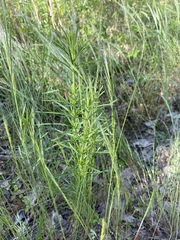 Eupatorium hyssopifolium