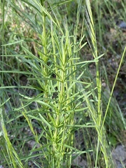 Eupatorium hyssopifolium