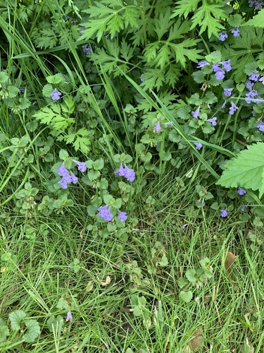 photo of Ground-ivy (Glechoma hederacea)