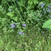 photo of Ground-ivy (Glechoma hederacea)