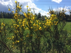 Cytisus scoparius