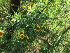 Cytisus scoparius