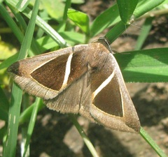 Chalciope mygdon