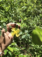 Hypericum crux-andreae