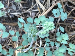 Thalictrum hernandezii