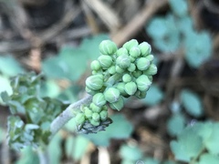 Thalictrum hernandezii
