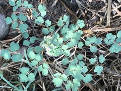 Thalictrum hernandezii