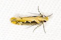 Ornativalva erubescens