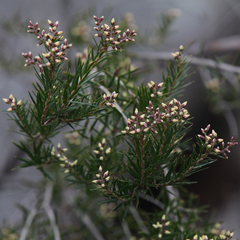 Acrothamnus melaleucoides