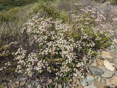 Eriogonum fasciculatum fasciculatum
