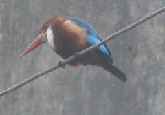 Halcyon smyrnensis