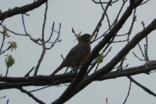 American Robin photographed in Delaware