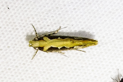 Ornativalva erubescens